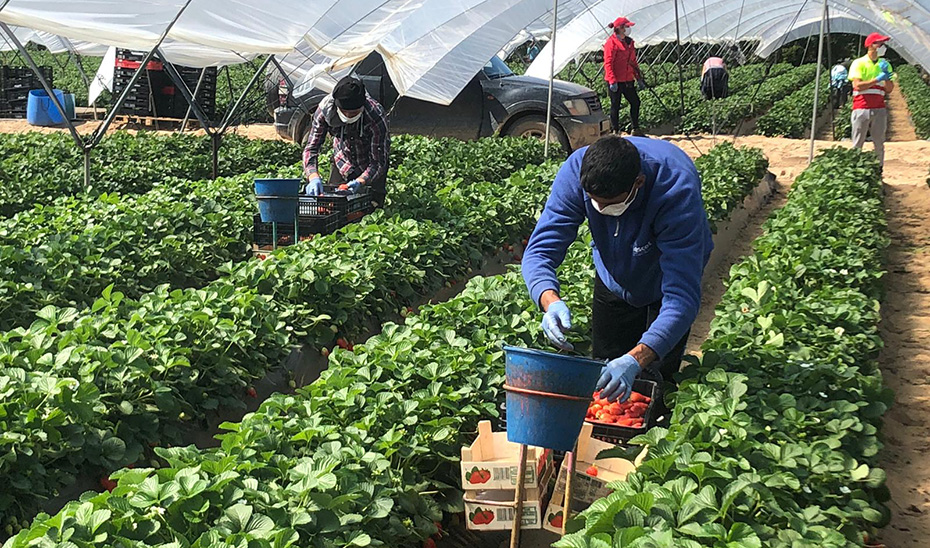 Trabajadores en plena recogida de fresas en una finca de Huelva dotados de medidas de protección contra el coronavirus.