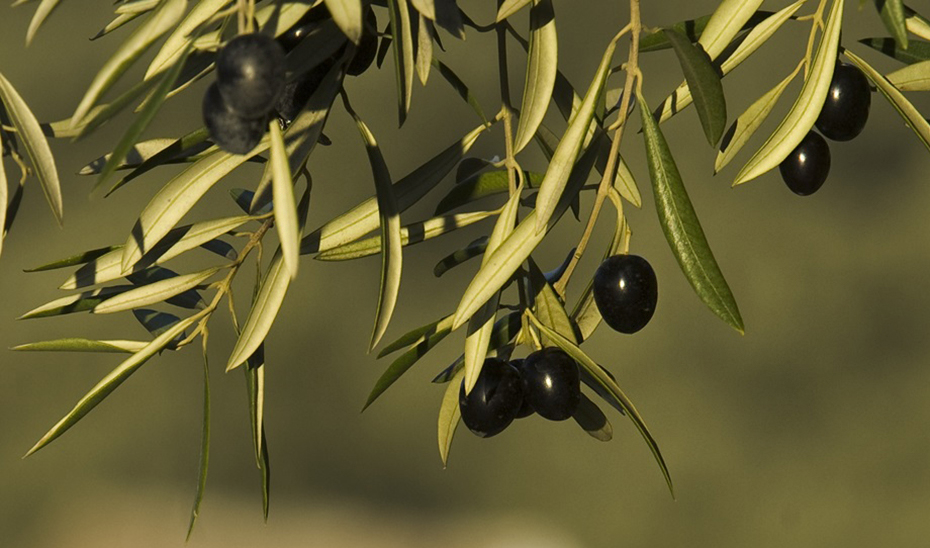 Andalucía es la principal productora mundial en el ámbito olivarero, con más de 1,5 millones de hectáreas de olivos.