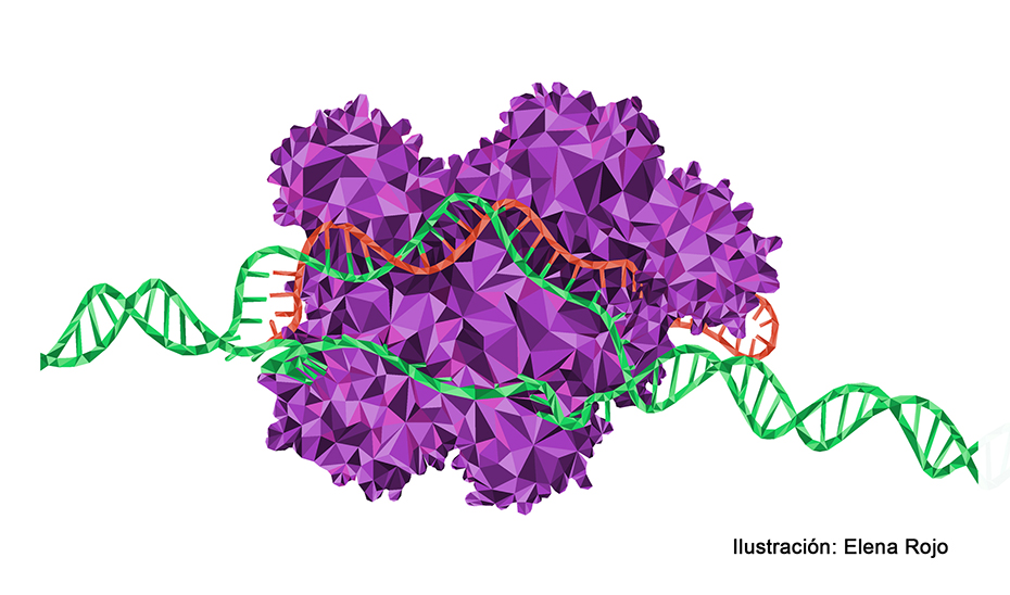 La proteína Cas9 (en morado) corta un fragmento de ADN (verde) con la guía de laboratorio (rojo).