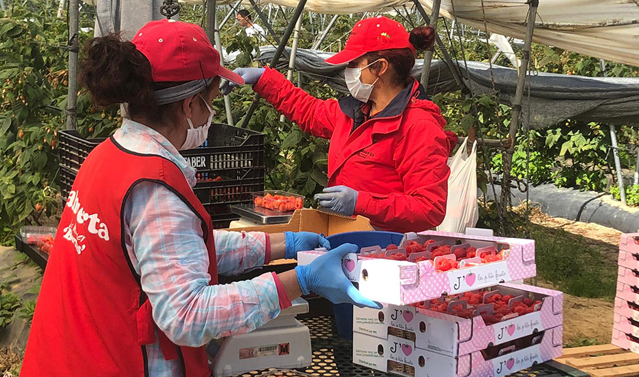 Dos mujeres de una cuadrilla de trabajadores durante la recolección de los frutos rojos en Huelva.