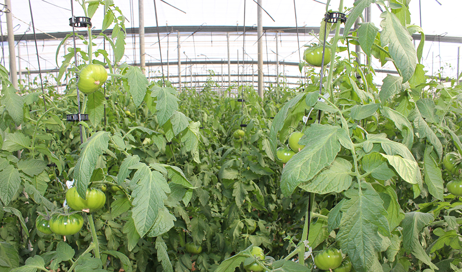 Cultivo de tomates en invernadero.