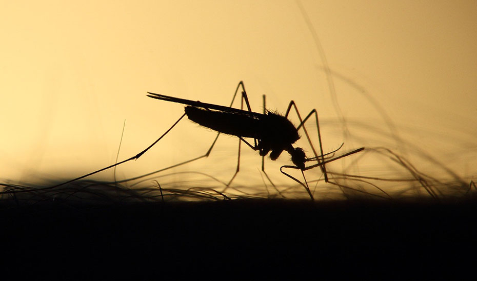 
			      Un mosquito, insecto transmisor del virus causante de la enfermedad conocida como fiebre del Nilo.			    
			  