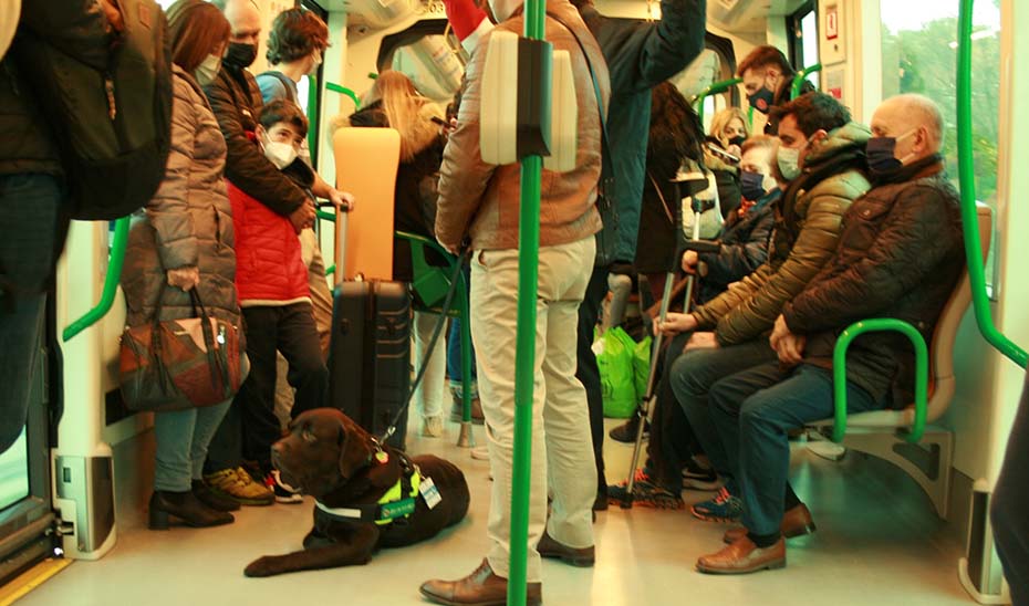 Aslan viaja pacientemente en un vagón del metro granadino, sin separarse de su propietario.