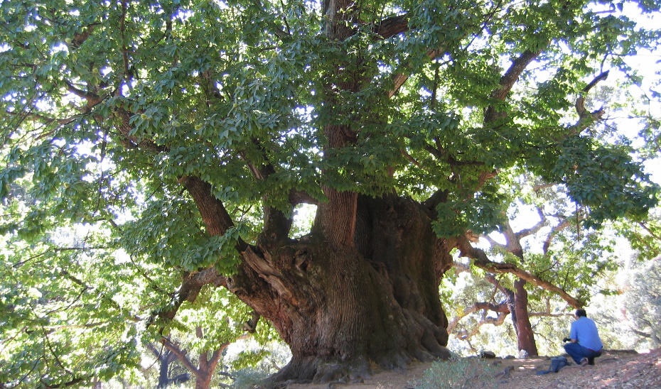 Castaño Santo de Istán, un singular árbol malagueño.