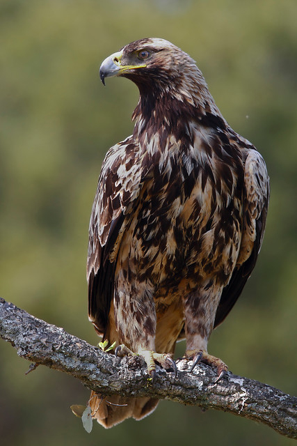 El águila imperial ibérica reina en Andalucía - Portavoz del Gobierno  Andaluz