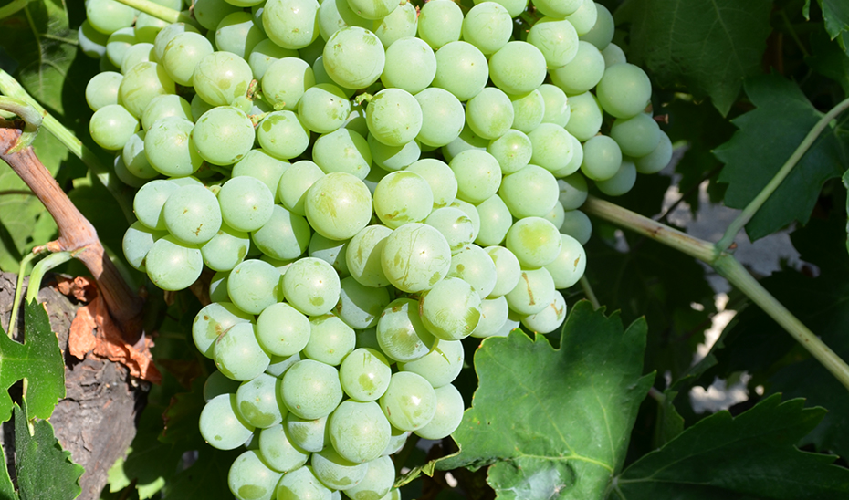 Detalle de un racimo de uva de la variedad Pedro Ximénez (Foto: Miguel Lara).