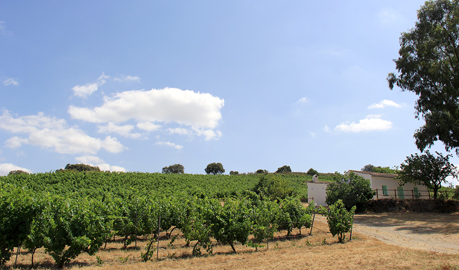 Un viñedo en Cazalla de la Sierra, dentro de la IGP Sierra Norte de Sevilla. (Foto: Antonio Salvador)