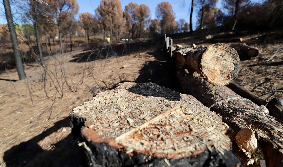 Árboles afectados por el incendio de 2018.