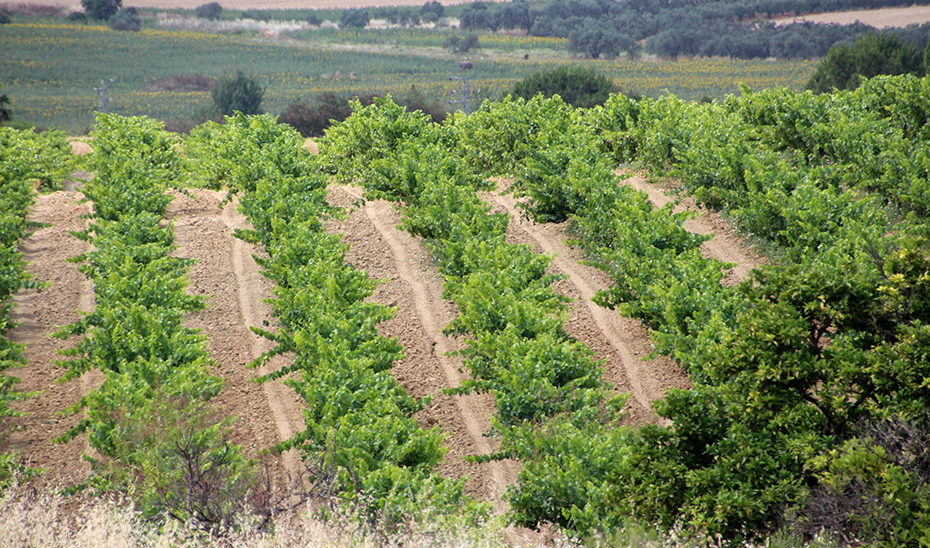 Un viñedo del Condado de Huelva, que linda con el Parque Natural de Doñana.