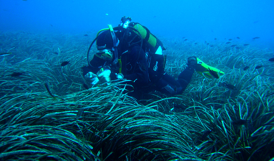 Un submarinista inspecciona la pradera de posidonia de Cabo de Gata.