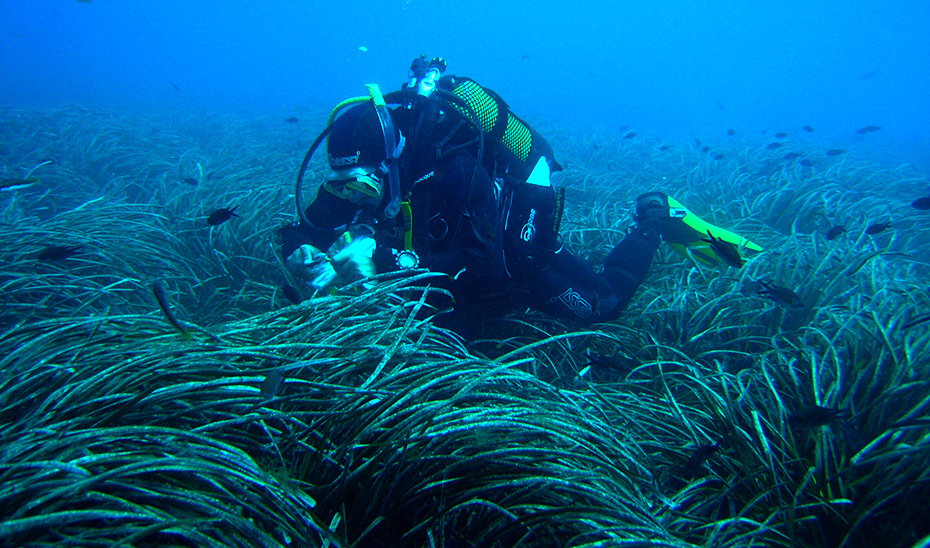 
			      Un submarinista inspeccionando la pradera de posidonia de Cabo de Gata.			    
			  