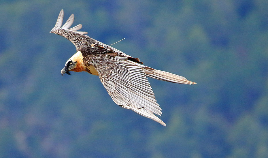 Esperanza alza el vuelo. (Foto: Enrique Ávila. Plan de Recuperación y Conservación de Aves Necrófagas)