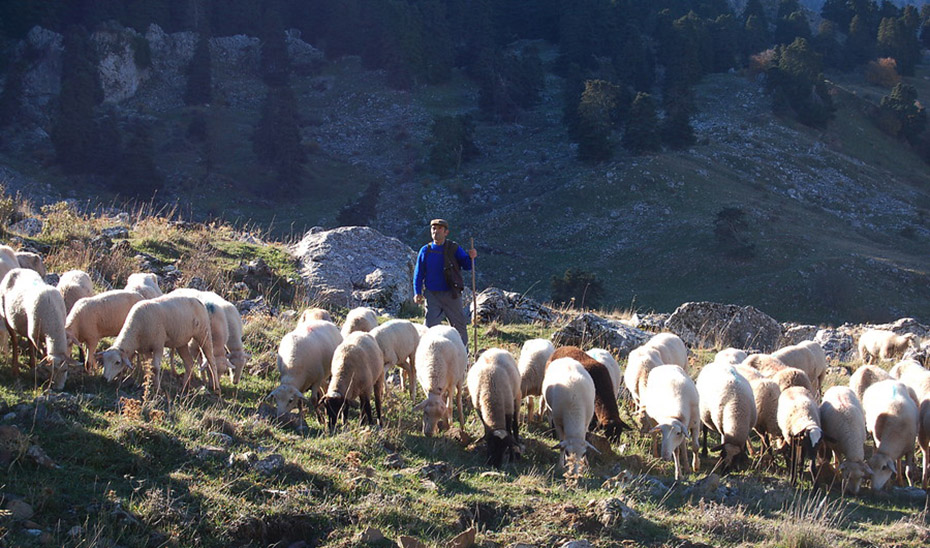 Un rebaño de ovejas se alimenta en los montes bajo la mirada del pastor.