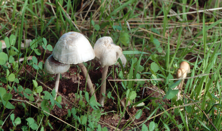 Panaeolus papilionaceus, una de las especies micológicas del Corredor Verde del Guadiamar (Sevilla).