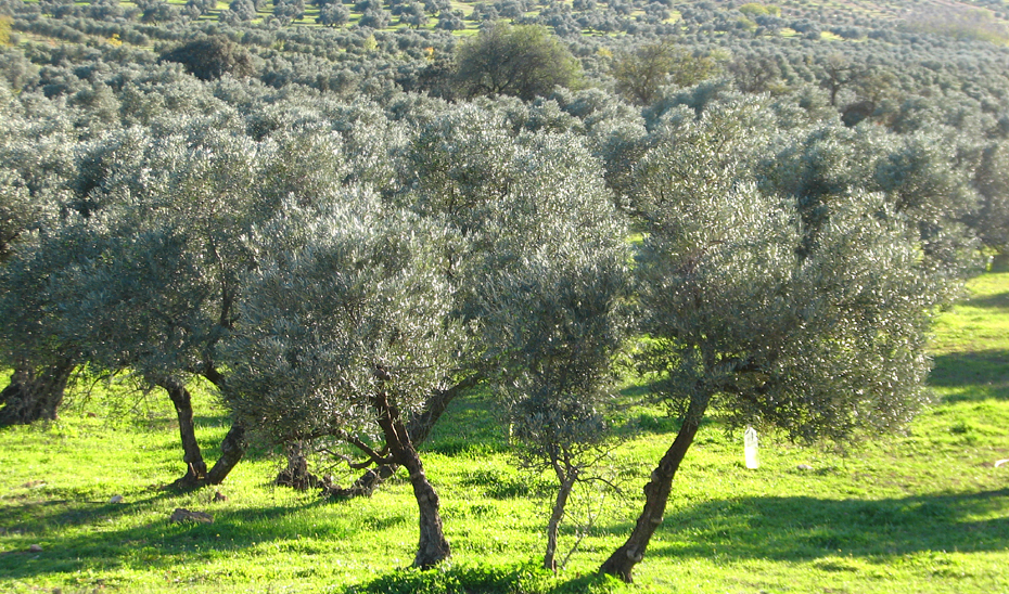 Olivar ecológico.