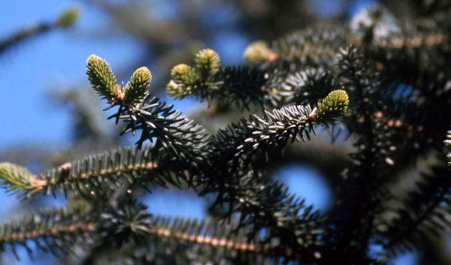 Detalle de una rama de pinsapo.