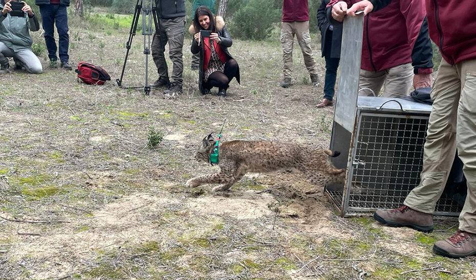 Imagen del artículo Los linces ibéricos 'Flecha' y 'Tirene' vuelven a su hábitat en el Espacio Natural de Doñana