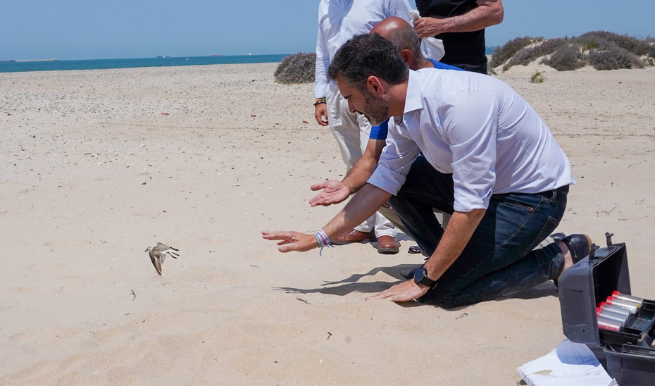 El consejero de Sostenibilidad, Medio Ambiente y Economía Azul, Ramón Fernández-Pacheco, durante la suelta de un ejemplar de chorlitejo patinegro en la Playa de Levante del Parque de Los Toruños.