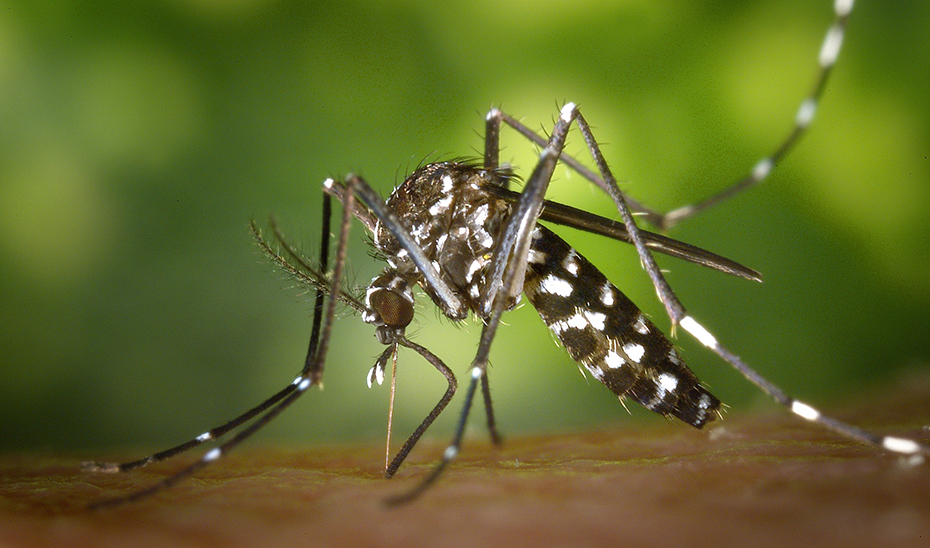 Mosquito tigre.