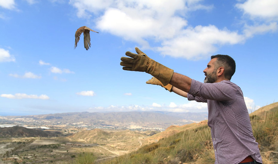 El consejero de Sostenibilidad, Ramón Fernández-Pacheco, ha celebrado el Día del Medio Ambiente en Sierra Alhamilla con la puesta en libertad de un buitre leonado y un cernícalo.