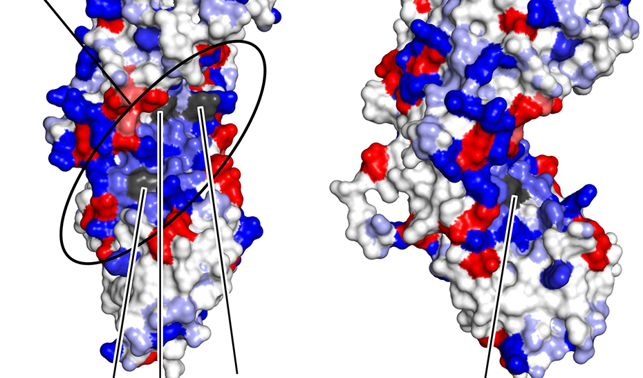 Imágenes de las proteínas RYBP y PKP1, cuya unión frena potencialmente la diseminación de tumores.