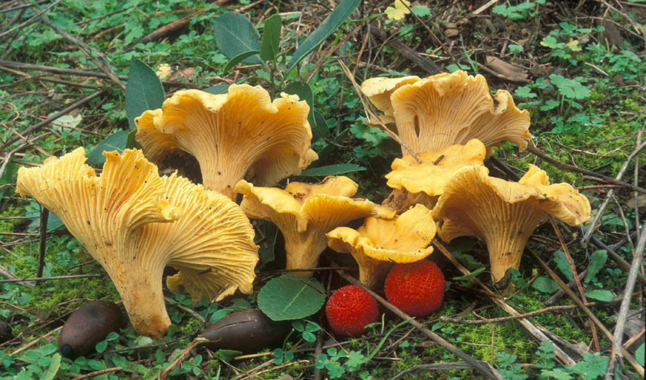 Cantharellus Cibarius (B. Moreno-Arroyo).