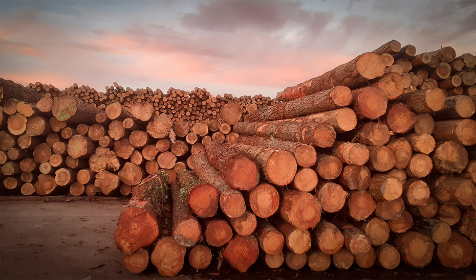 Imagen del artículo La Junta promueve una gestión forestal activa y la construcción con madera de origen andaluz