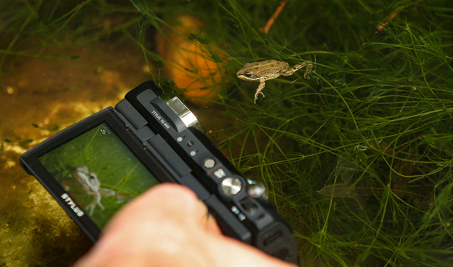 Imagen del artículo Los anfibios 'reviven' en las charcas del Alamillo