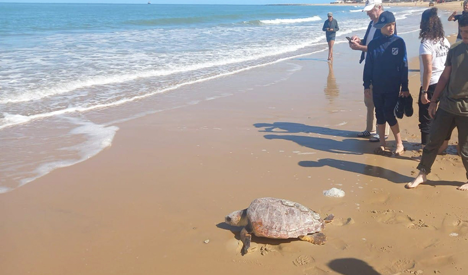 
			      Los ejemplares de tortugas bobas, \u0027Eloy\u0027 y \u0027Deseada\u0027, devueltas al mar en el término gaditano de Chipiona.			    
			  