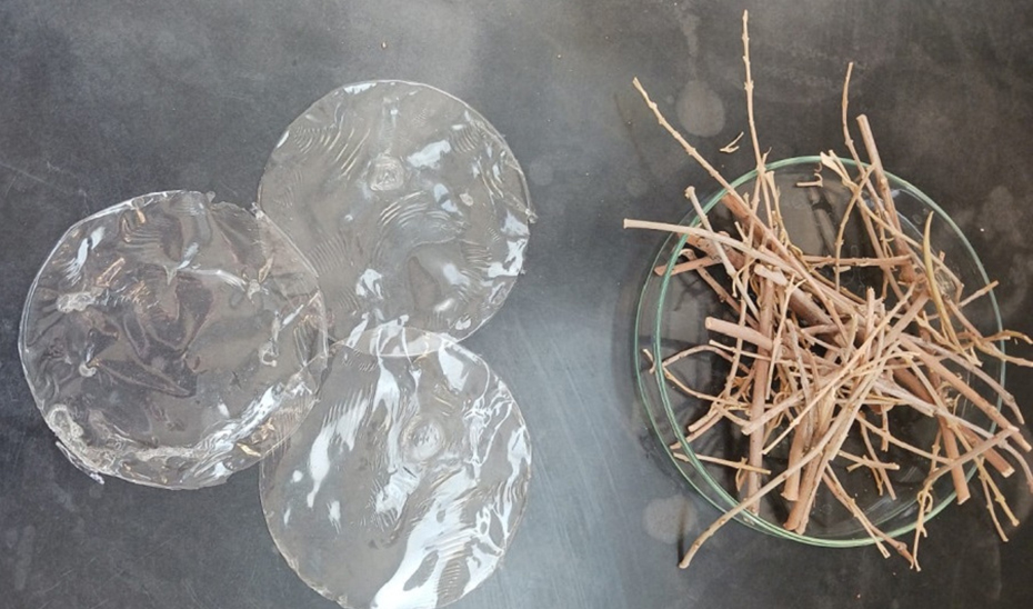 
			      Muestra del bioplástico transparente obtenido a partir de los residuos de la poda del olivo.			    
			  