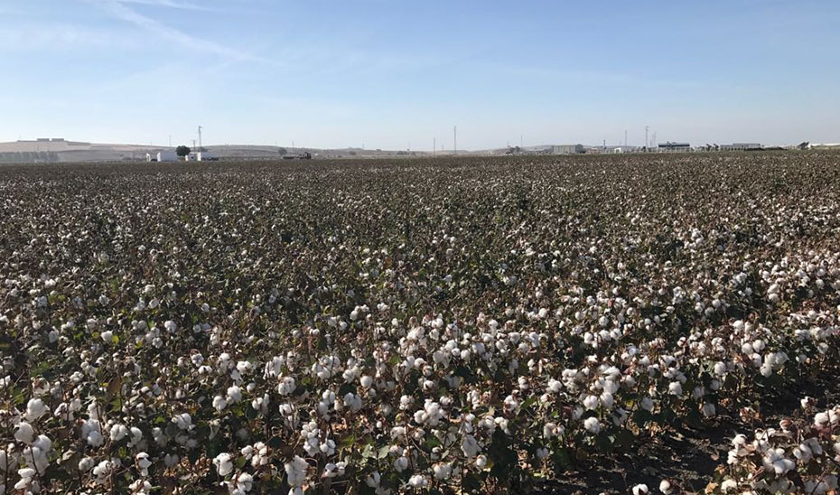 La ampliación de la reducción de módulos del IRPF en el sector agrícola deja fuera la mayoría de las peticiones de Andalucía