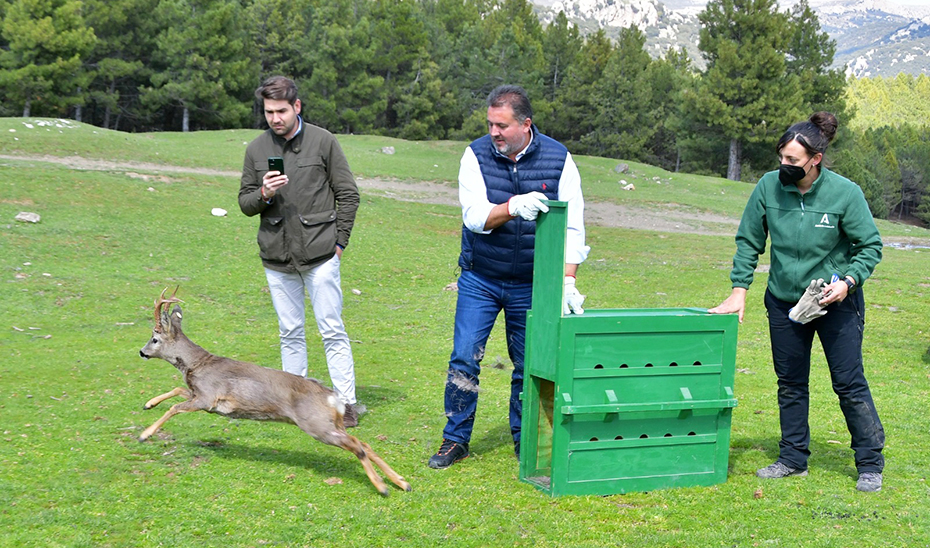 Imagen del artículo El programa de introducción del corzo en Andalucía favorece una población estable en la Sierra de Huétor