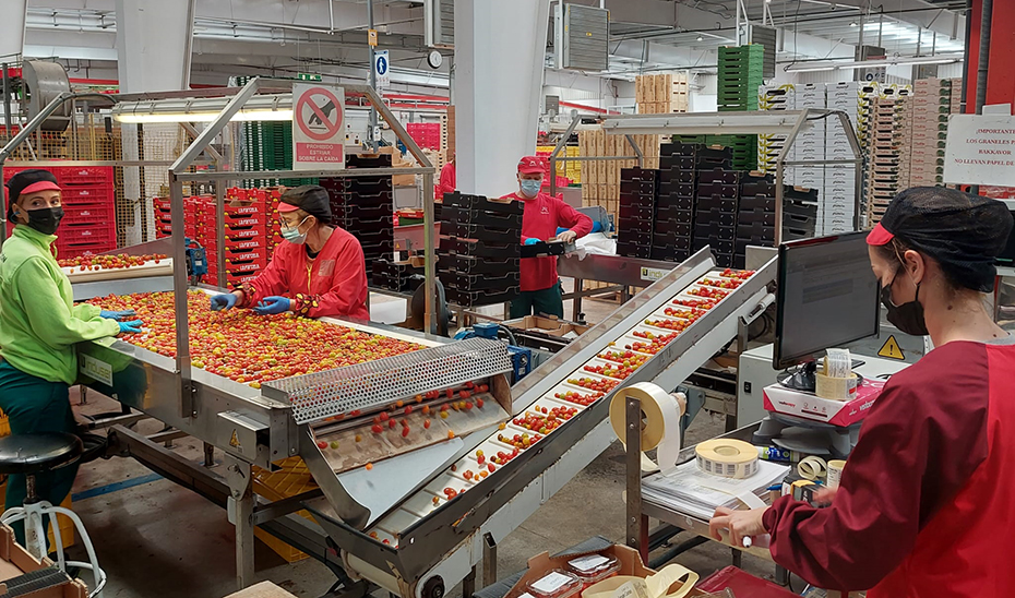 
			      Trabajadores de una cooperativa agraria.			    
			  