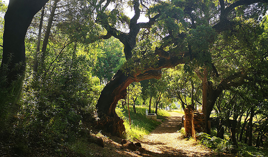 Sendero entre Alájar y la Peña Arias Montano, en Huelva.