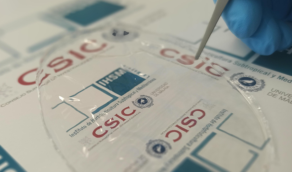 Bioplástico desarrollado a partir de celulosa comercial y glicerol. 
