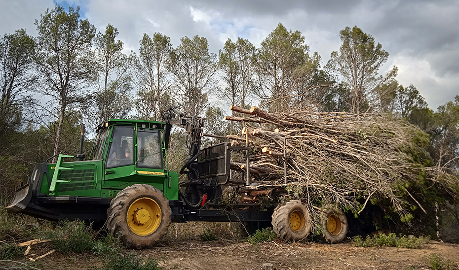 Árboles talados para producción de madera (Foto: Gabriel A. Gutiérrez Tejada).