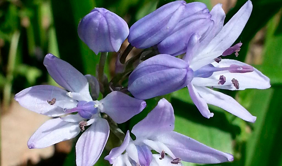 Especie silvestre del Jardín Botánico 'El Aljibe',ubicado en la localidad gaditana de Alcalá de los Gazules, dentro del Parque Natural de los Alcornocales.