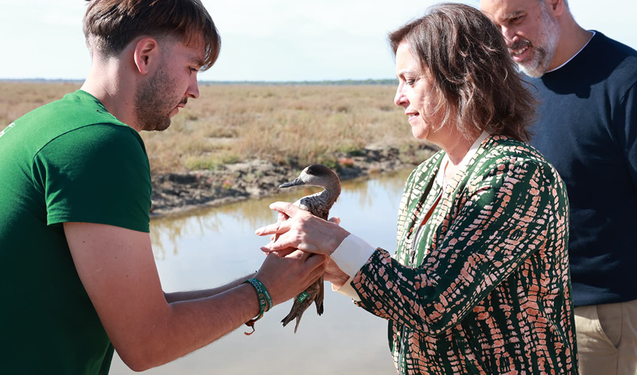 Sostenibilidad y Medio Ambiente pone en marcha la Estrategia Andaluza contra la Caza Furtiva Catalina García, durante la suelta Suelta de ejemplares de cerceta pardilla en las Marismas de Trebujena.