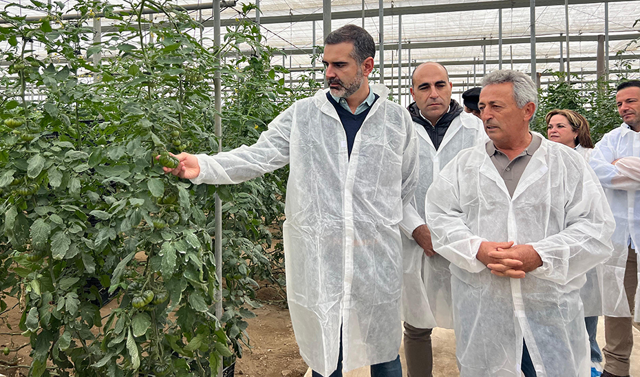 El consejero de Agricultura, Ramón Fernández-Pacheco, durante su visita al invernadero. donde se cultiva la variedad de tomate Adora.