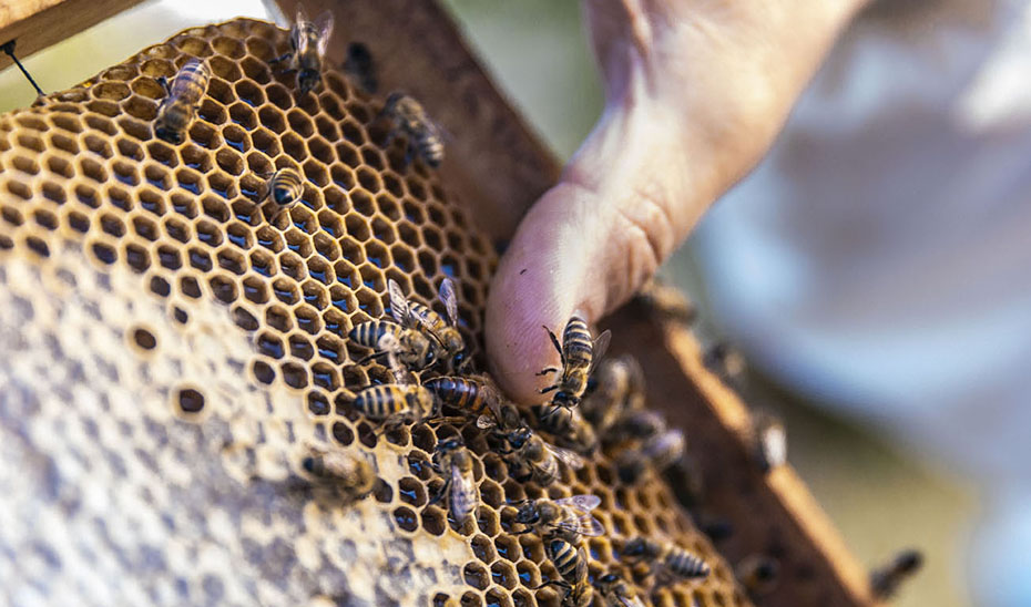 Colmena de abejas.