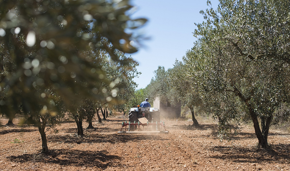 Imagen del artículo Andalucía vota a favor de las modificaciones del PEPAC para que agricultores y ganaderos cobren las ayudas