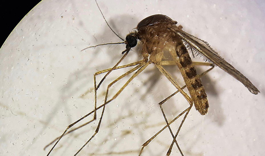 Culex pipiens hembra (Foto EBD-CSIC).