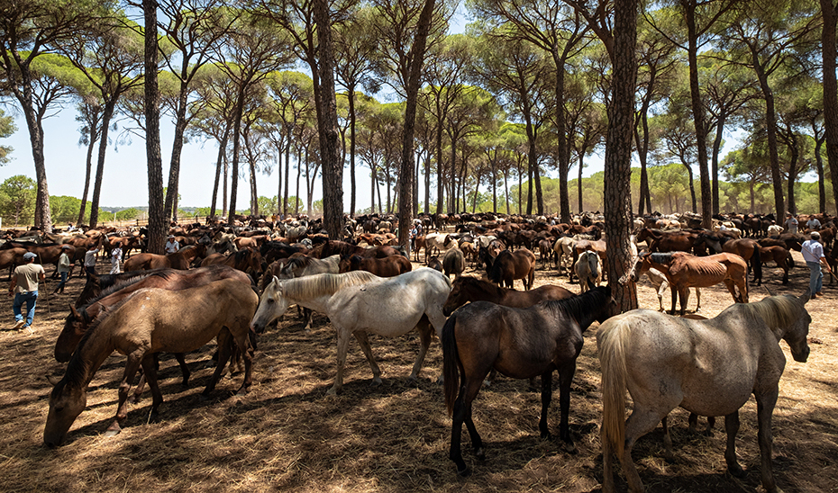 Yeguas en el camino de Los Llanos camino de Almonte (Foto Antonio Delgado-Roig).