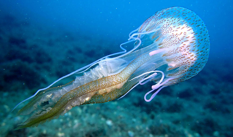 
			      Pelagia Noctiluca (Juan Carlos Sáez).			    
			  