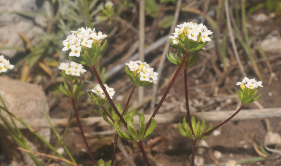 Castrila latens, la nueva especie vegetal descubierta en el Parque Natural en 2024.