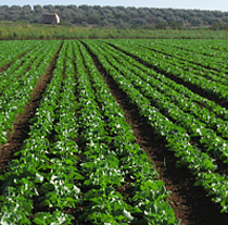 Andalucía ha multiplicado por cuatro el número de industrias de producción ecológica durante la última década.