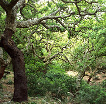 La ampliación incluye numerosas zonas de alcornocales y bosques de ribera