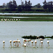 Humedales de Doñana