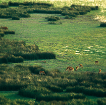 Tras la decisión del Consejo, el Espacio Natural Doñana ocupa 128.385,82 hectáreas.
