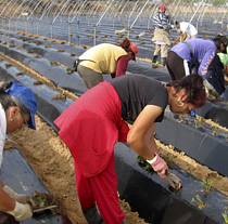 Más de 2,24 millones de mujeres viven en el territorio rural de Andalucía.